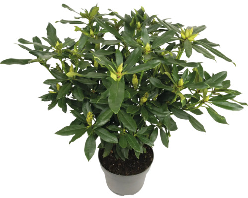 Rhododendron im Topf mit grünen Blättern und Blütenknospen