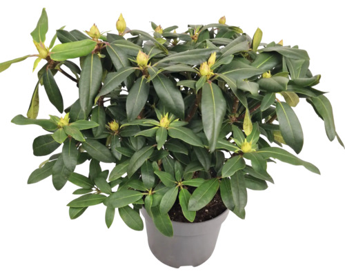 Rhododendron im Topf mit grünen Blättern und Blütenknospen
