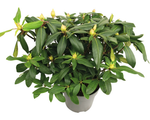 Rhododendron in einem Topf mit grünen Blättern und Knospen