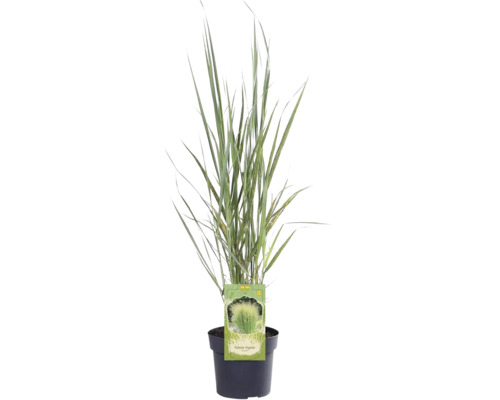 Rutenhirse FloraSelf Panicum virgatum 'Northwind' H 20-80 cm Co 3 L