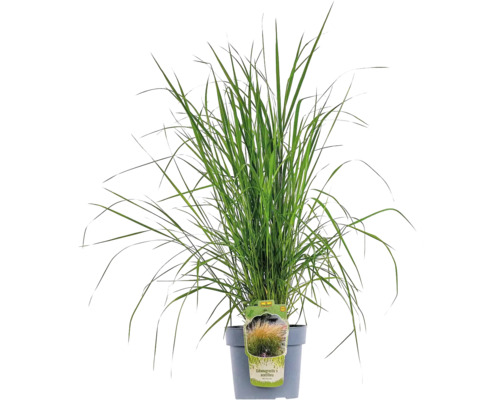 Reitgras FloraSelf Calamagrostis x acutiflora 'Karl Foerster' H 20- 80 cm Co 6 L Garten-Reitgras im Topf