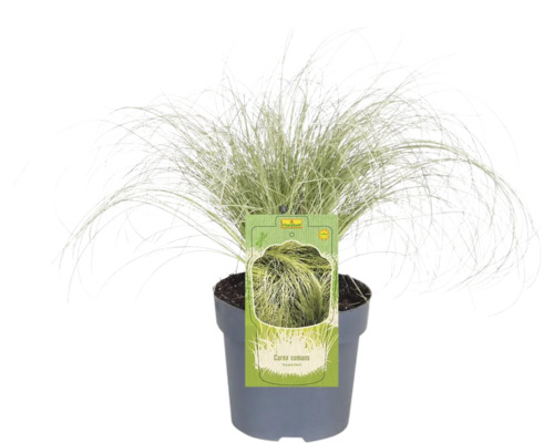 Topf mit Carex comans Ziergras