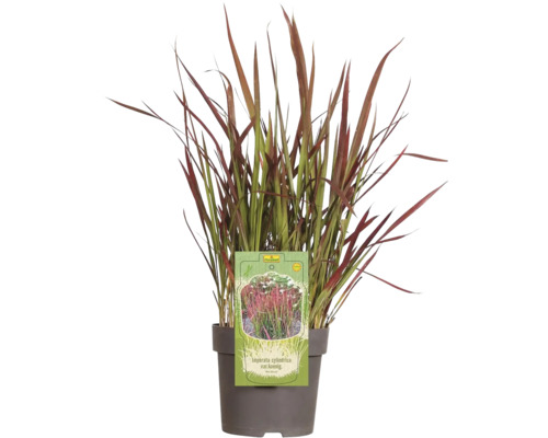 Japanisches Blutgras FloraSelf Imperata cylindrica var.koenig.'Red Baron' H 5-15 cm T 14 cm
