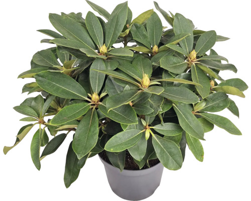 Rhododendron im Topf mit grünen Blättern und Blütenknospen