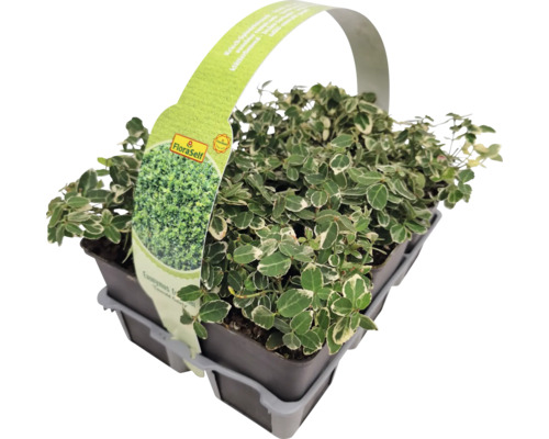 Weißbunte Kriechspindel 6-er Pack FloraSelf Euonymus fortunei 'Emerald Gaiety' Immergrüner Kriechspindelstrauch im Topf