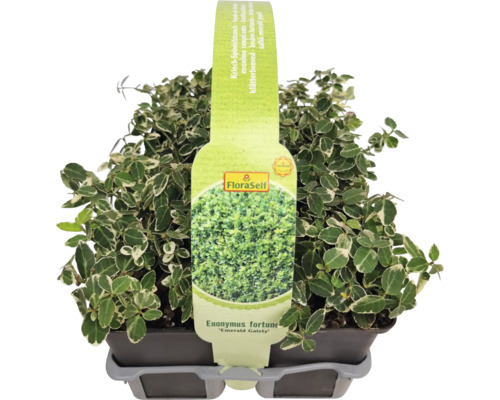 Kriechspindelstrauch Euonymus fortunei ''Emerald Gaiety'' im Topf