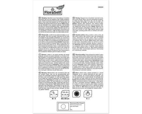 FloraSelf Infotext zu Meerrettich