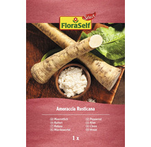 FloraSelf Meerrettich-Pflanze