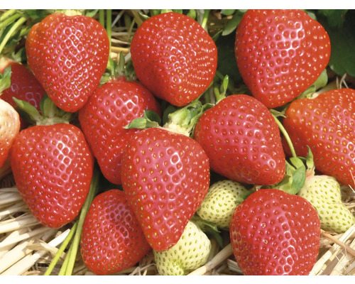 Erdbeeren der Gartenerdbeere auf Stroh