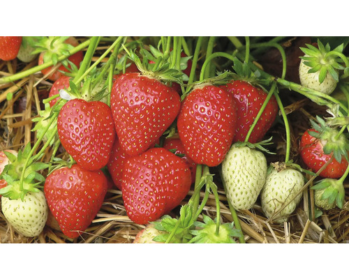 Nahaufnahme von reifen und unreifen Erdbeeren an der Pflanze.