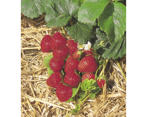 Nahaufnahme von Erdbeerpflanzen mit roten Erdbeeren und grünen Blättern auf Stroh