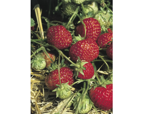 Nahaufnahme von Erdbeeren an einer Pflanze