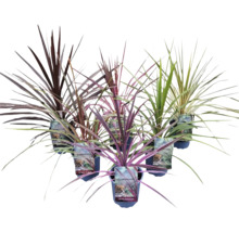 Keulenlilie Exklusive Mix FloraSelf Cordyline australis Ø 17 cm Topf, versch. Sorten