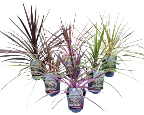 Keulenlilie Exklusive Mix FloraSelf Cordyline australis Ø 17 cm Topf, versch. Sorten