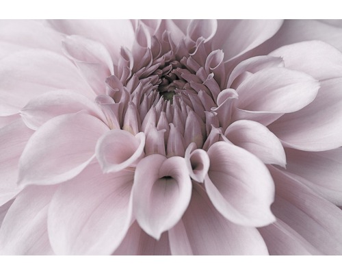 Leinwandbild Rosa Dahlie 80x116 cm | HORNBACH