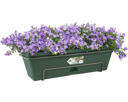 Balkonkasten elho Green Basics Kunststoff 50 x 18 x 16,5 cm laubgrün Blumenkasten mit lila Glockenblumen und Elho Logo