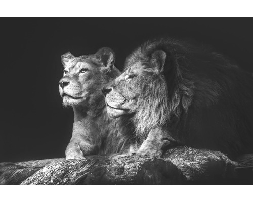Leinwandbild Lion Couple 100x150 cm