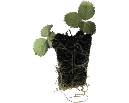 Erdbeerpflanze mit Wurzelballen und grünen Blättern