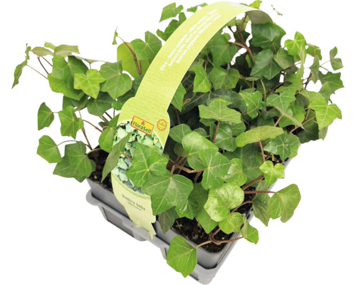 Efeu Pflanze im Topf