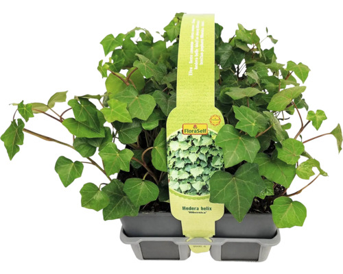 Efeu im Topf der Sorte Hedera helix ''Hibernica'' von FloraSelf