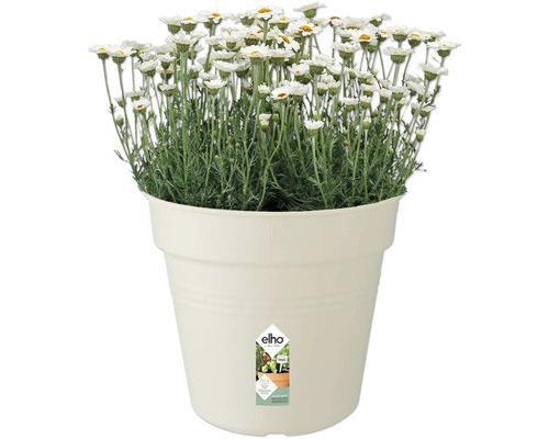 Gänseblümchen im Topf