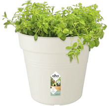Kräutertopf mit Oregano in weißem Kunststofftopf