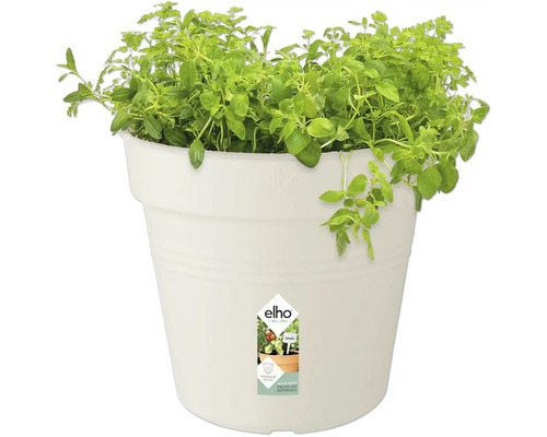 Kräutertopf mit Oregano in weißem Kunststofftopf