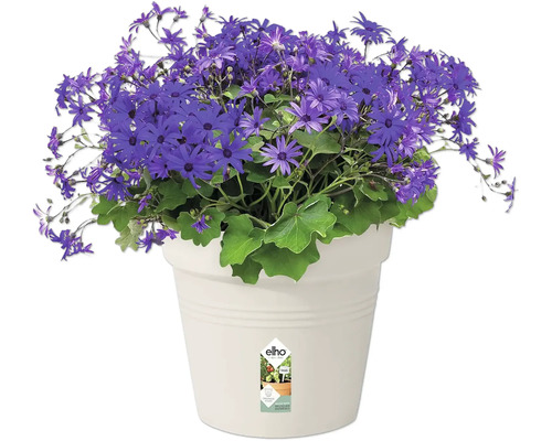 Blaues Gänseblümchen im Topf