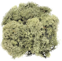 Islandmoos dunkelgrün 50 g