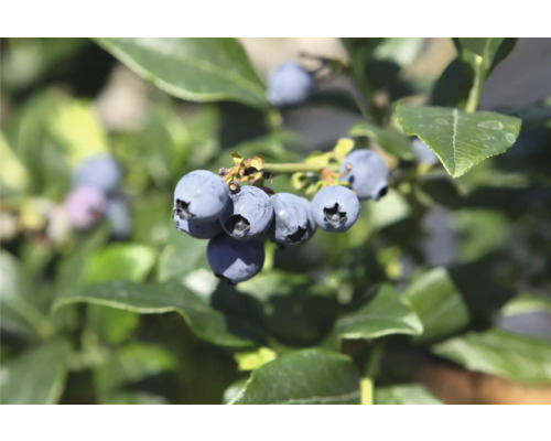 Nahaufnahme von frischen Blaubeeren an einem Strauch