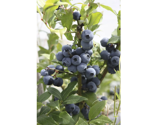 Bio Heidelbeere FloraSelf Bio Vaccinium corymbosum 'Hortblue Petite' Co 3 L