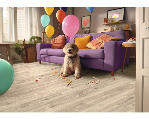 Ein Wohnzimmer mit einem Hund, Luftballons und einem Laminatboden.
