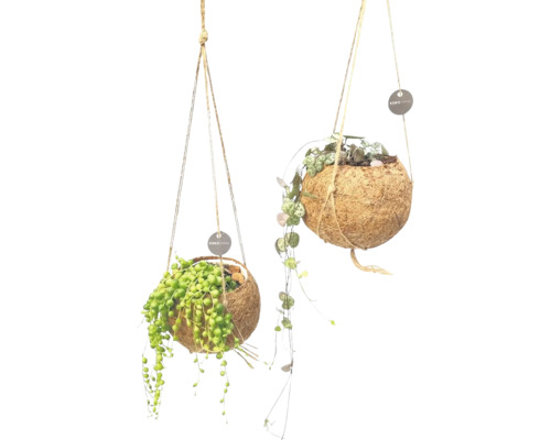 Zwei hängende Kokosnusstöpfe mit Pflanzen und KOKOMAMA Logo