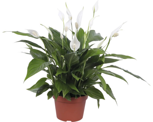 Einblatt FloraSelf Spathiphyllum 'Pearl Cupido' H ca. 45 cm Ø 15 cm Topf