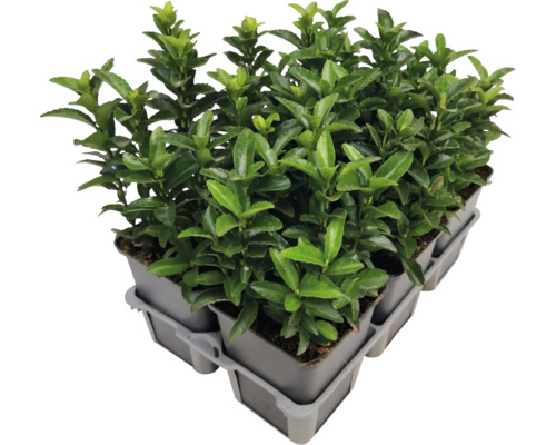 Mehrere Japanische Spindelsträucher im Topf