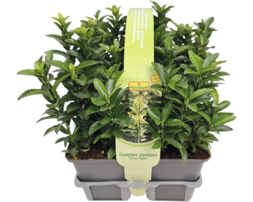 Japanischer Spindelstrauch ''Green Spire'' im Topf