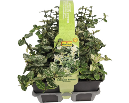 Kriechspindelstrauch Euonymus fortunei Harlequin im Topf