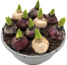 Hyazinthenzwiebeln in einem Topf mit Erde.