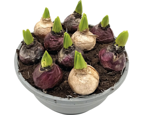 Hyazinthenzwiebeln in einem Topf mit Erde.