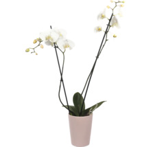 Orchidee in einem Topf