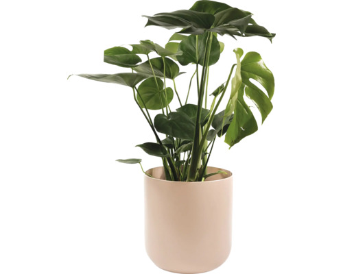 Monstera Zimmerpflanze in einem Pflanzgefäß
