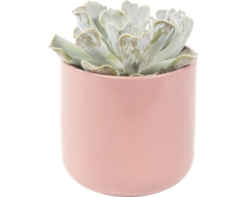 Sukkulente in einem rosafarbenen Übertopf