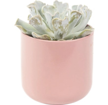 Blumentopf Alma Keramik 13,5 x 13,5 x 12,6 cm rosa