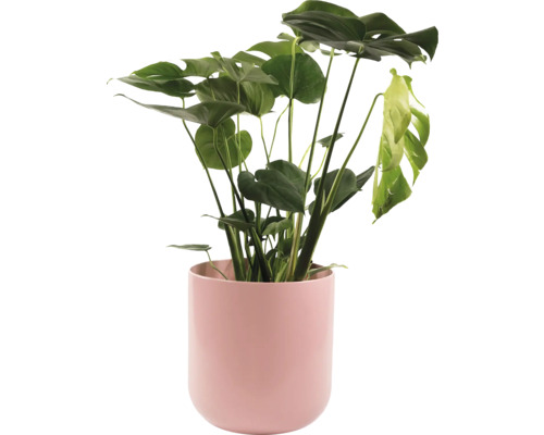 Monstera Zimmerpflanze in einem Topf
