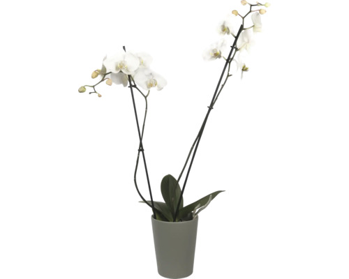 Orchidee im Topf