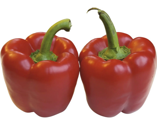 Block-Paprika rot Capsicum annuum Ø 9 cm Topf