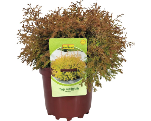 Lebensbaum ''Fire Chief'' in einem Topf mit FloraSelf Etikett