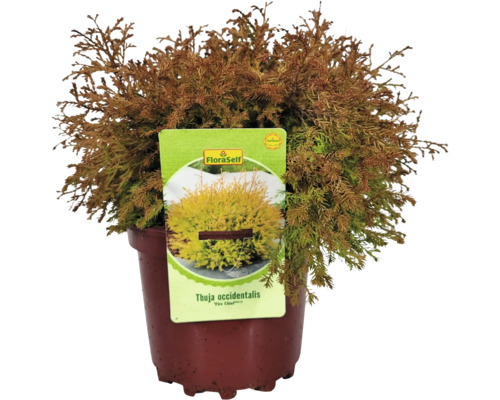 Lebensbaum Thuja occidentalis ''Fire Chief'' im Topf