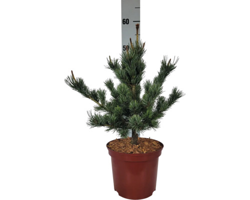 Kiefer im Topf mit Größenangabe