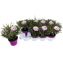 Heidekraut-Set mit kleinen rosa Blüten in Töpfen auf einer Palette